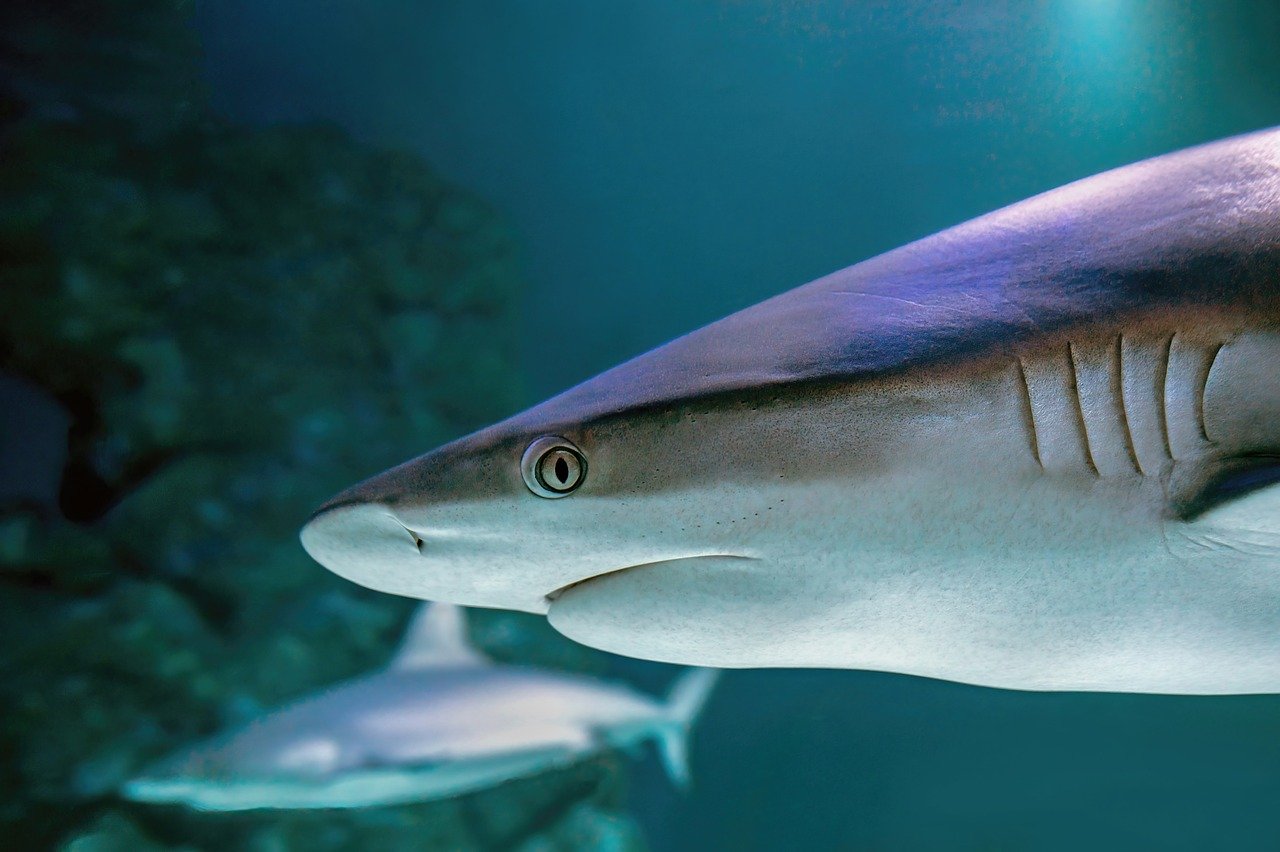 Der Planet Den Blaa, Nordeuropas größtes Aquarium - Kastrup | Secret World Trip Planner