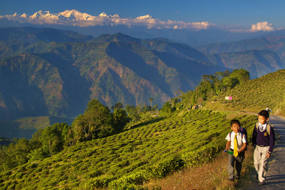 Darjeeling Tea: The Champagne of teas — Darjeeling