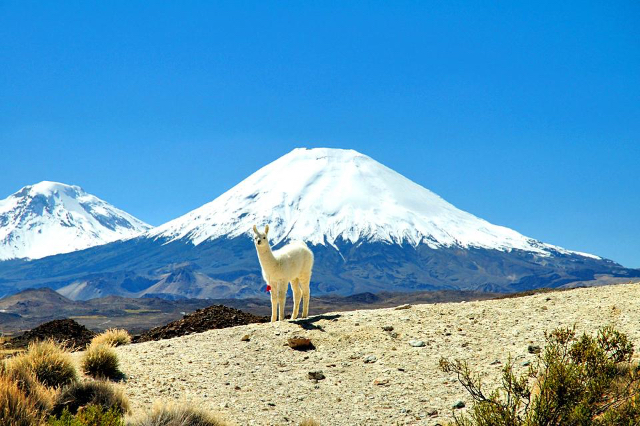 Lauca-Nationalpark - Putre | Secret World Trip Planner