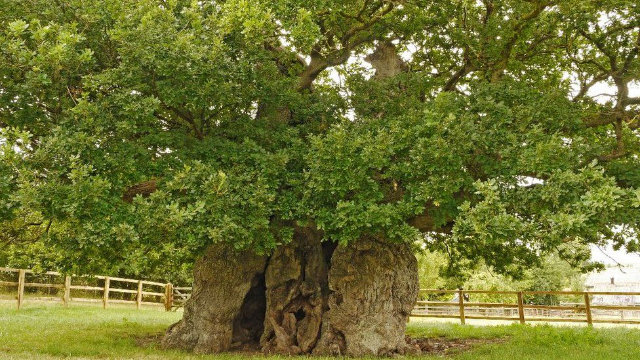 Die Bowthorpe-Eiche - Bowthorpe Park Farm | Secret World Trip Planner