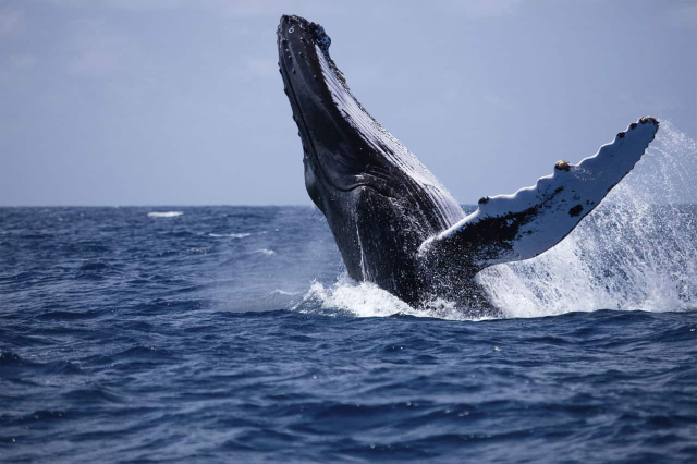 Whale spotting in Mirissa — Mirissa