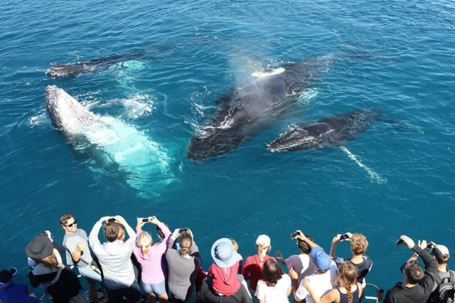 Whale spotting in Mirissa - Mirissa | Secret World Trip Planner