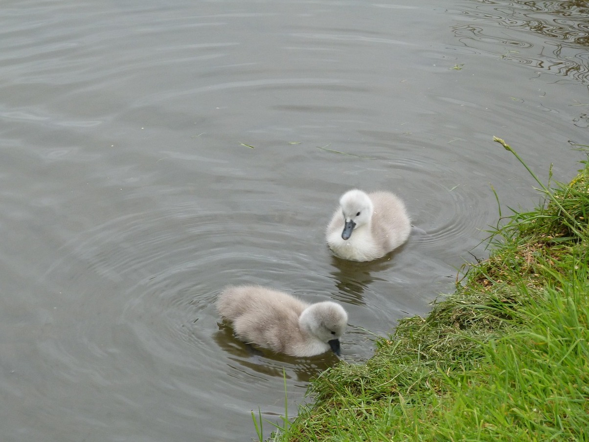 England,One of the most picturesque villages:Abbotsbury - Abbotsbury | Secret World Trip Planner