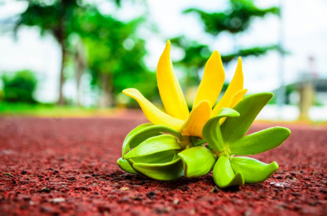Essences of ylang-ylang - Nosy Be | Secret World Trip Planner