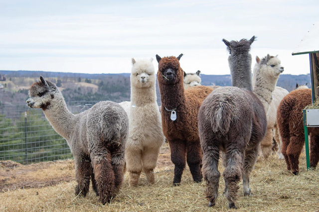 Grilled alpaca — Arica