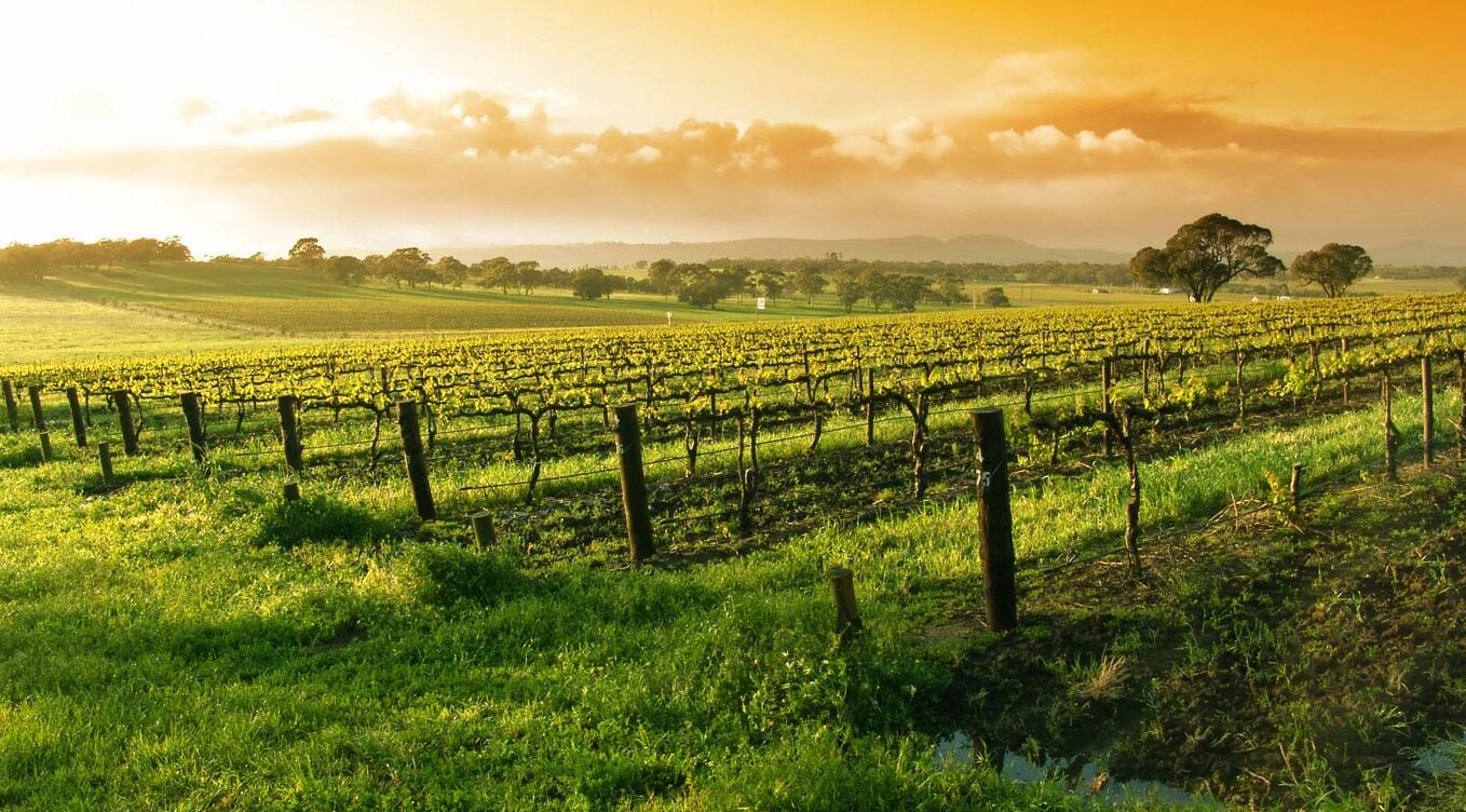 Napa Valley and its prized Cabernet Sauvignon — Napa Valley