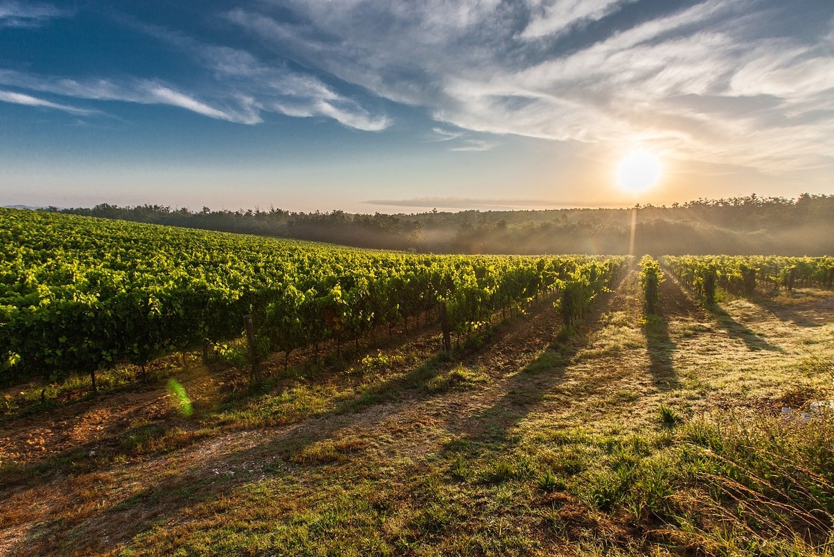 Weingut Beaulieu - Napa | Secret World Trip Planner