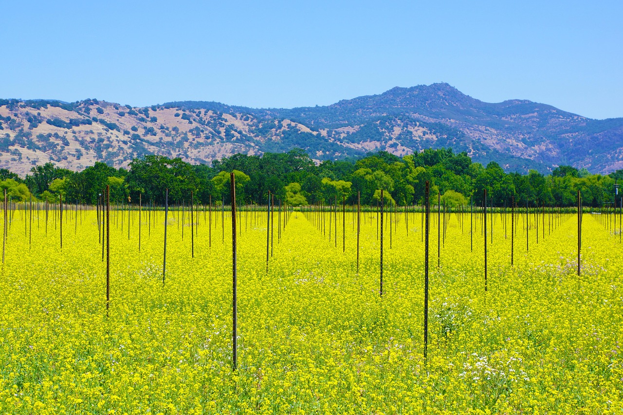 Louis M. Martini Winery in Napa Valley - Saint Helena | Secret World Trip Planner
