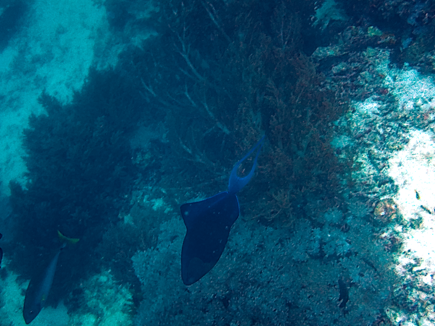 Die Insel Panglao, der größte Tauchplatz der Insel Bohol - Isola di Panglao | Secret World Trip Planner
