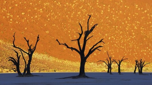 Das Dead Vlei, ein gefrorener Wald in der Wüste — Sossusvlei