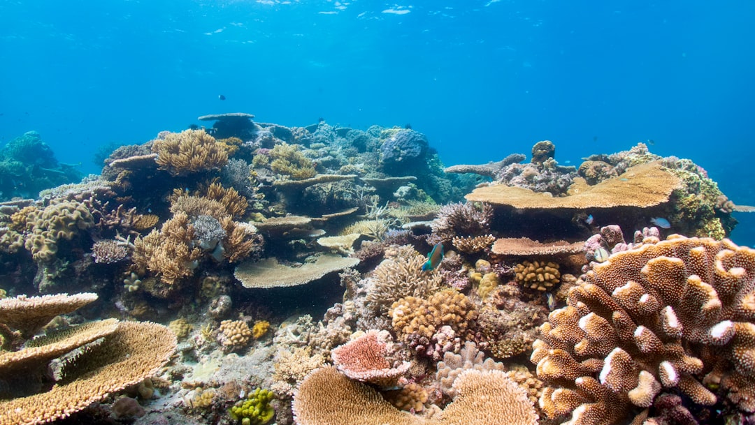Das Great Barrier Reef | Australien - Grande barriera corallina | Secret World Trip Planner