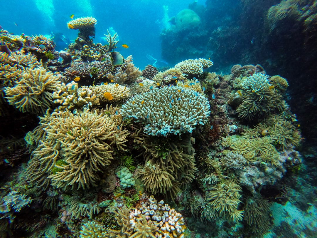 Das Great Barrier Reef | Australien - Grande barriera corallina | Secret World Trip Planner