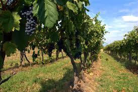 Il Carso Terrano (Sloveno: teran) è un vino DOC — Trieste