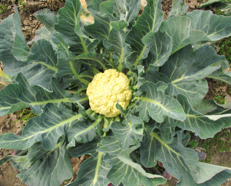 Broccoli of Bassano - Bassano del Grappa | Secret World Trip Planner