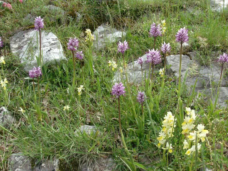 Lugina e Orkideve të Sassanos - Sassano | Secret World Trip Planner