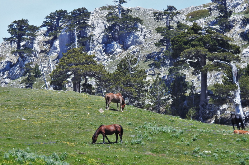ધ ગાર્ડન ઓફ ધ ગોડ્સ અને લોરીકાટો પાઈન - 85030 | Secret World Trip Planner