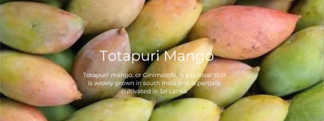 Die Totapuri-Mango - Andhra Pradesh | Secret World Trip Planner