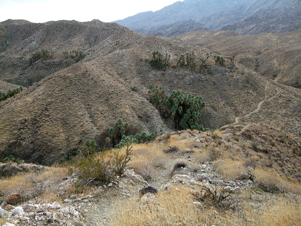 Indian Canyons - Palm Springs | Secret World Trip Planner