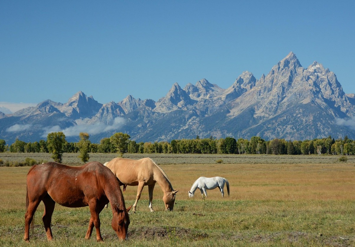 The Grand Teton Park - Moose | Secret World Trip Planner