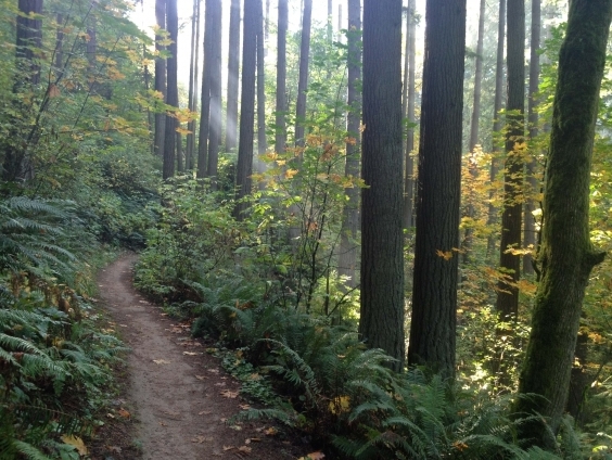 Wildwood Trail through Washington Park — Portland
