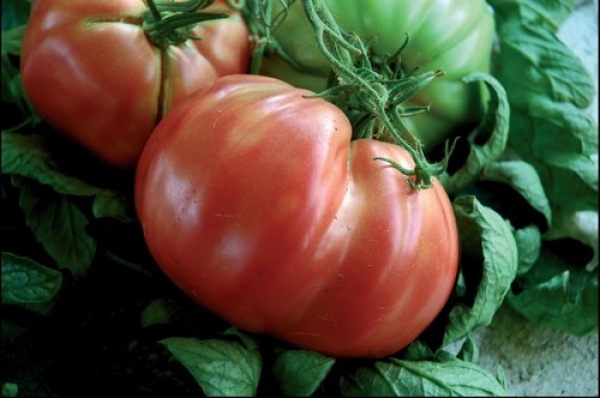 POmodori di Sorrento — Sorrento