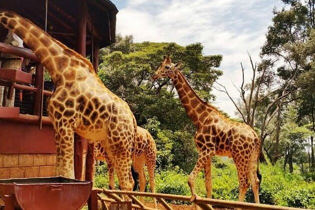 Giraffenzentrum in Nairobi — Nairobi
