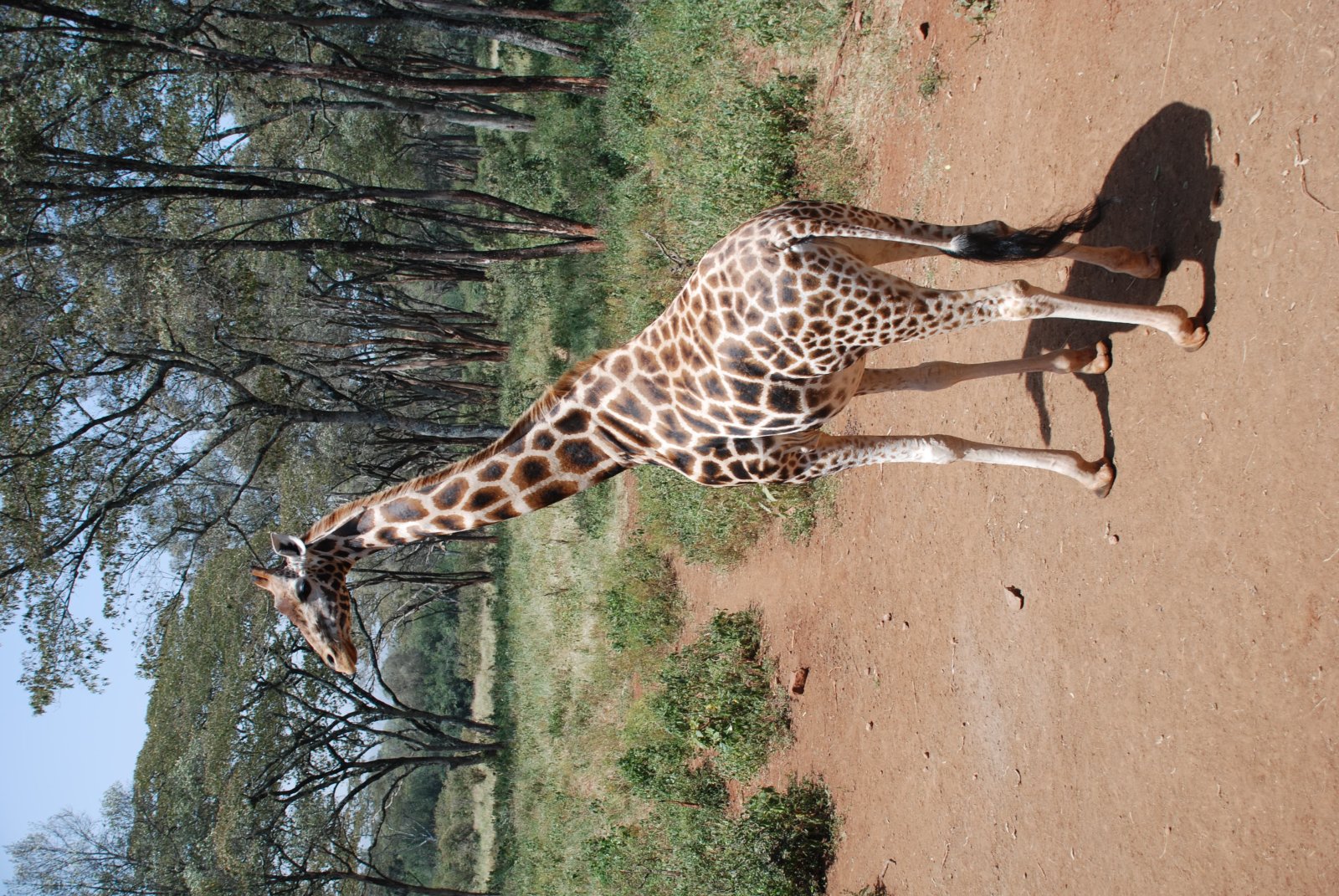 Giraffenzentrum in Nairobi - Nairobi | Secret World Trip Planner
