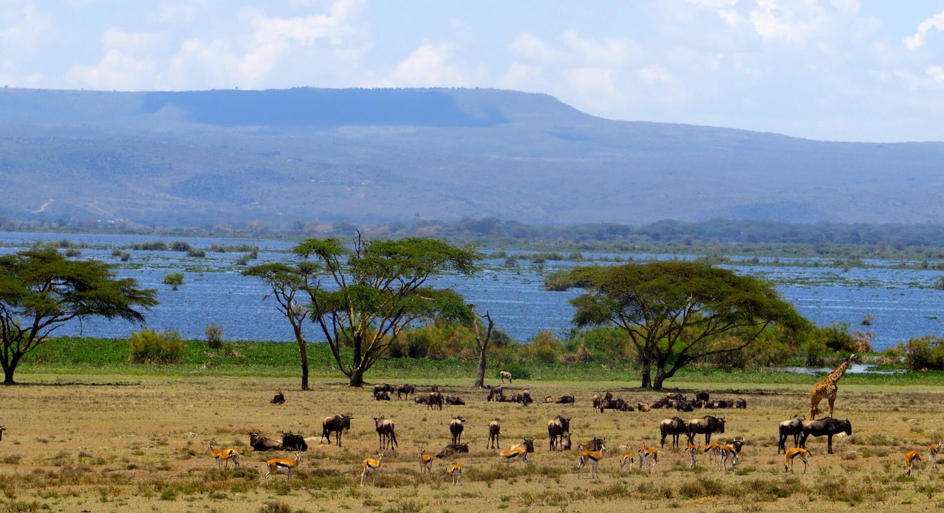 Naivaschasee — Lago Naivasha