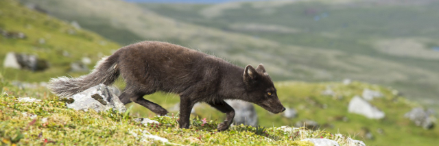 Die Polarfüchse - Ísafjörður | Secret World Trip Planner