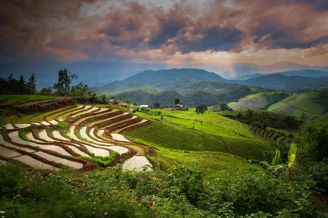 Pa Pong Pieng Reisterrassen - Tambon Chang Khoeng | Secret World Trip Planner
