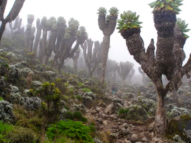 The giants of Kilimanjaro — Mount Kenya National Park