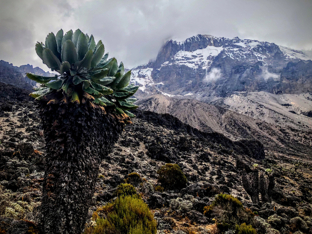 The giants of Kilimanjaro - Mount Kenya National Park | Secret World Trip Planner