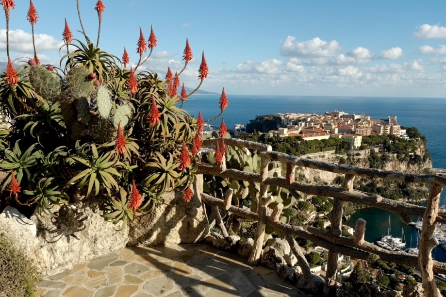Der exotische Garten von Monaco — Monaco