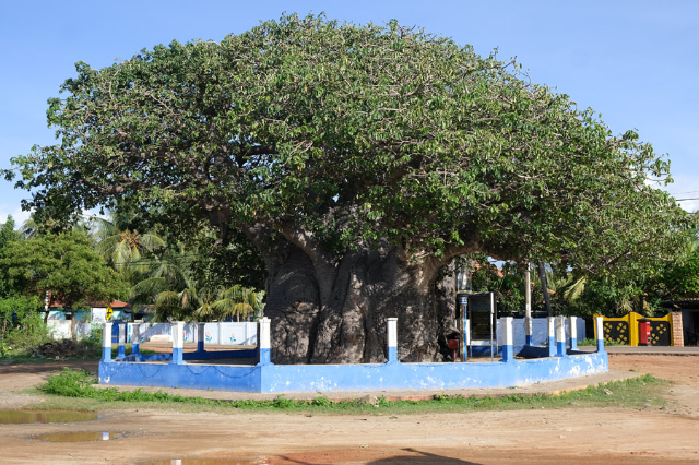 Der Baobab-Baum von Pallimunai — Mannar