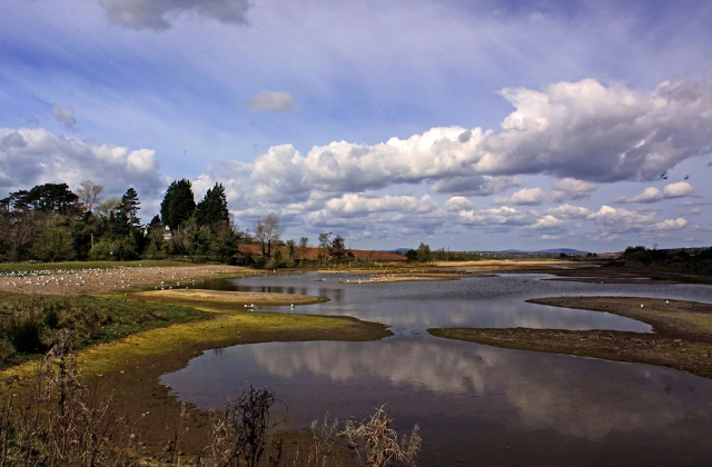 Castle Espie Wildlife Wonder - Comber | Secret World Trip Planner