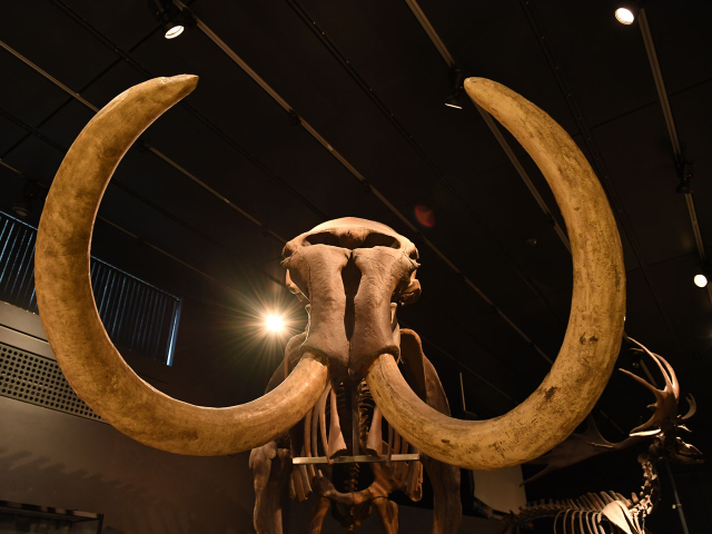 Zoologisches Museum, Universität Zürich - Zürich | Secret World Trip Planner