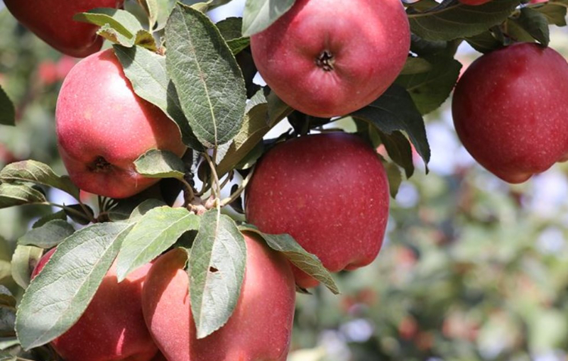 Apples of Turkey - Isparta | Secret World Trip Planner