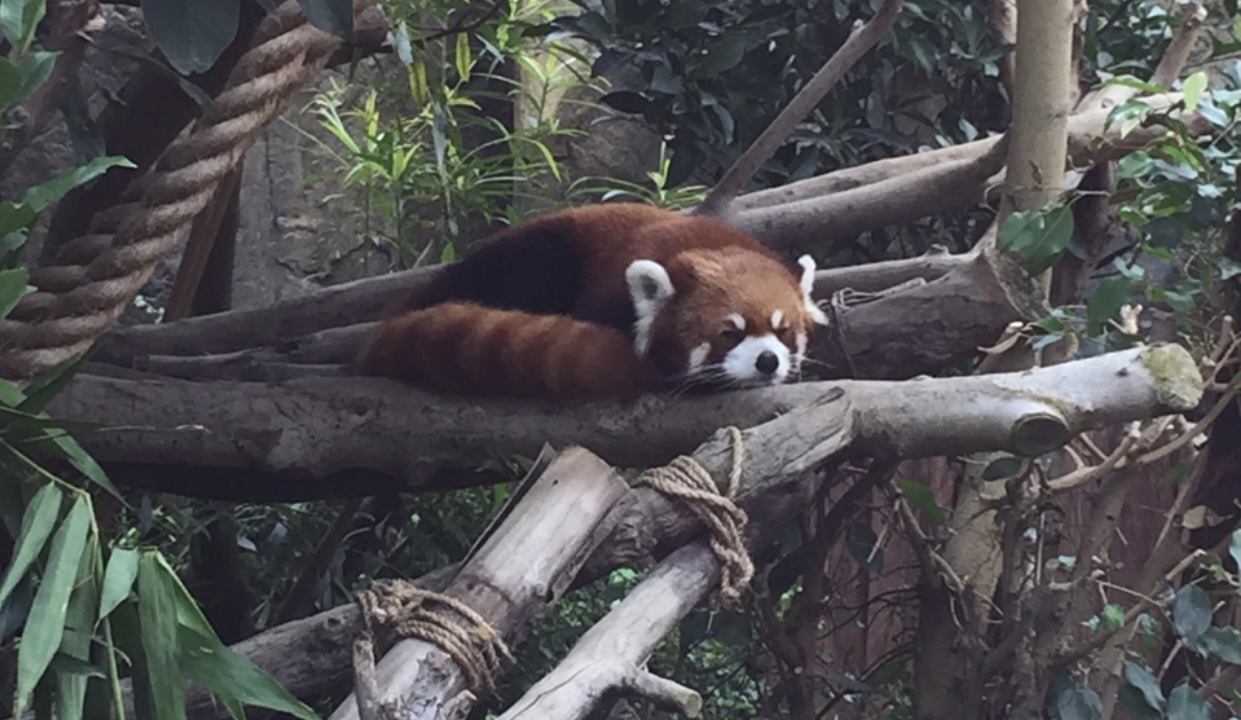Ocean Park is a major attraction in Hong Kong - Ocean Park | Secret World Trip Planner