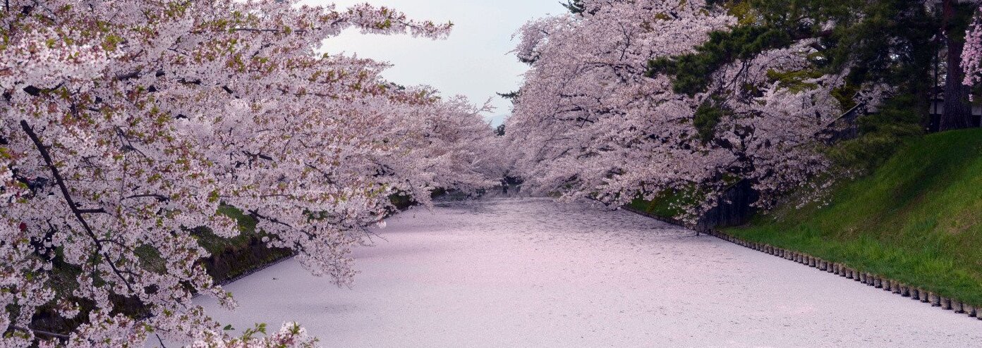 Der Hirosaki-Park ist einer der besten Kirschblütenorte Japans — ???