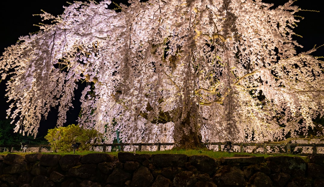 Der Hirosaki-Park ist einer der besten Kirschblütenorte Japans - ??? | Secret World Trip Planner