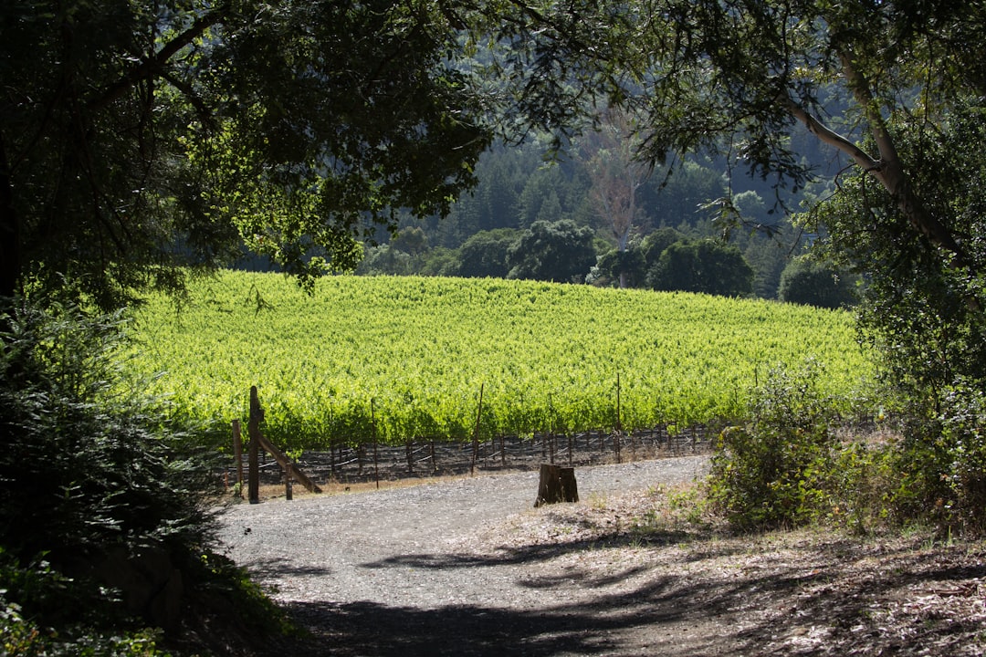 Sonoma Valley: Die Magie der kalifornischen Weine — Sonoma Valley