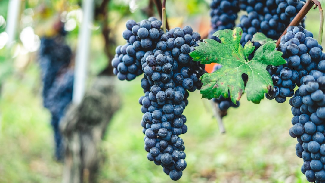 Scoprire le Langhe: un viaggio tra Barolo e Barbaresco - Langhe | Secret World Trip Planner