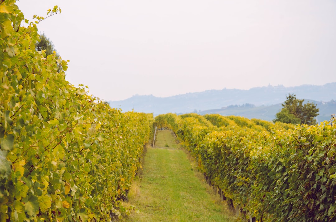 Scoprire le Langhe: un viaggio tra Barolo e Barbaresco - Langhe | Secret World Trip Planner