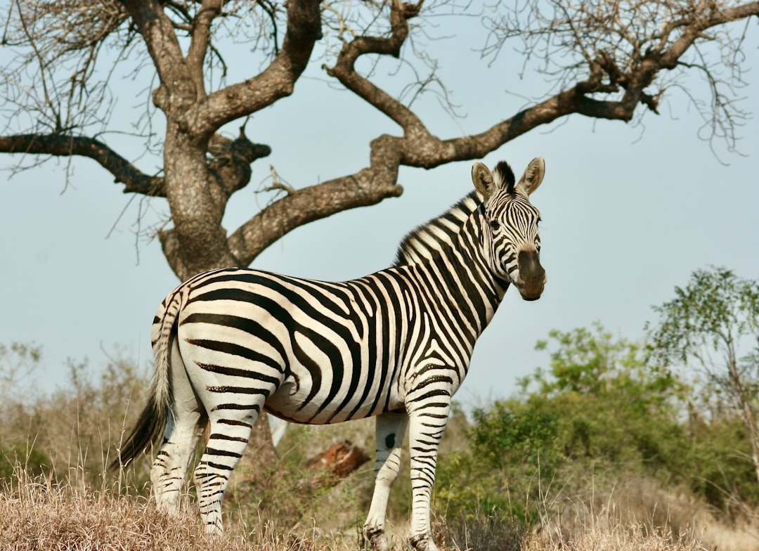 Skukuza: Ein Paradies der Biodiversität in Südafrika - Skukuza | Secret World Trip Planner