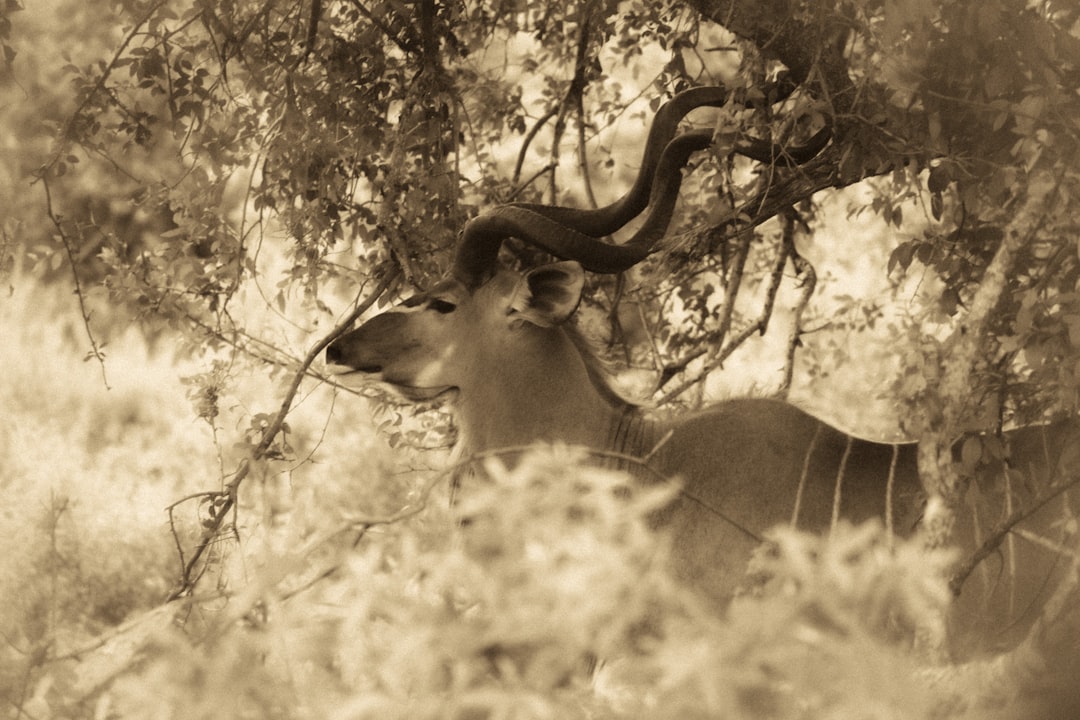 Skukuza: Ein Paradies der Biodiversität in Südafrika - Skukuza | Secret World Trip Planner