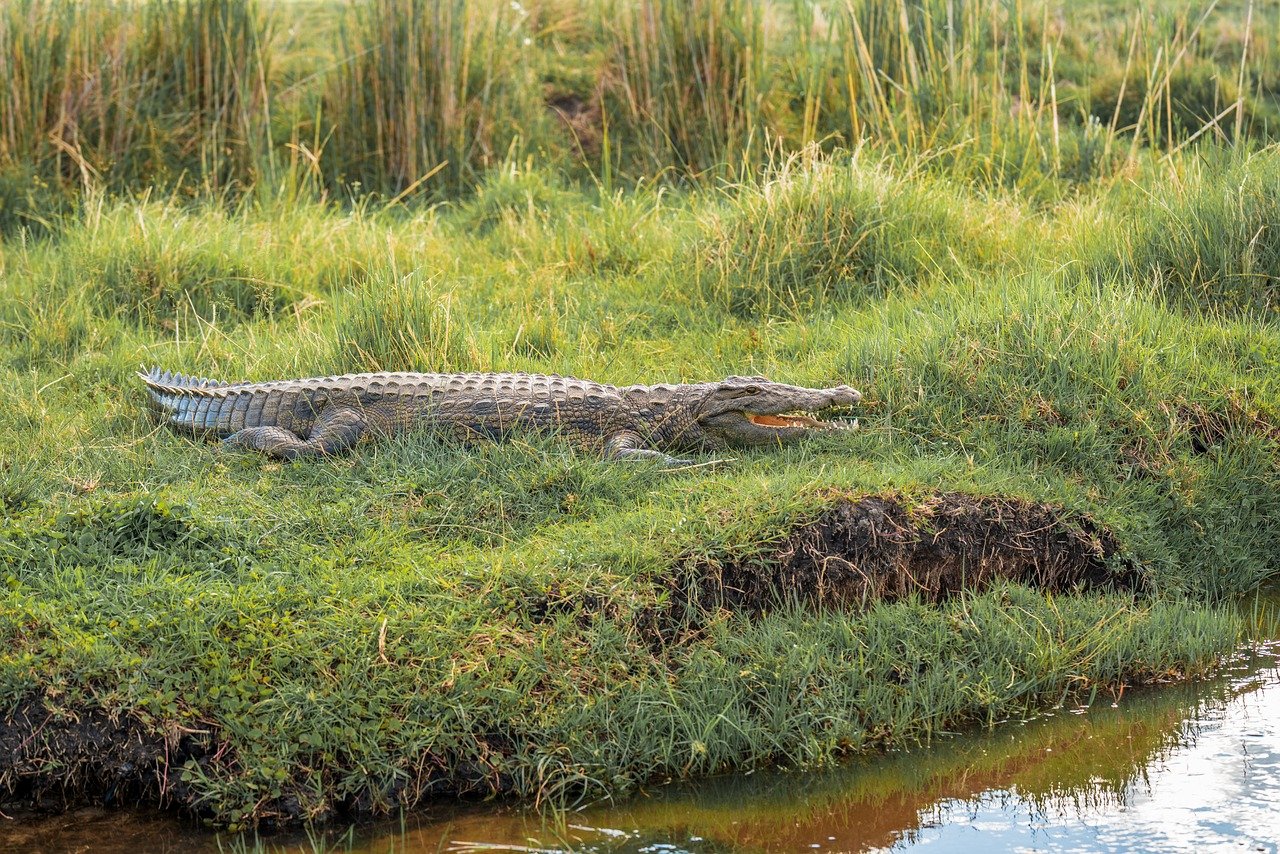 Cosa vedere a Tomar 2026: Guida Imperdibile con Secret World - Tomar | Secret World Trip Planner