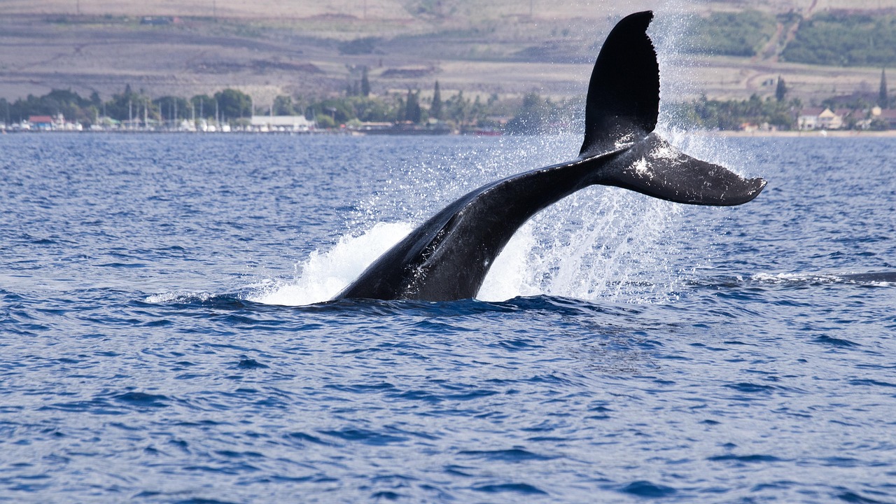 AI Trip Planner Maui 2026: Rivoluzione nei Viaggi - Maui | Secret World Trip Planner