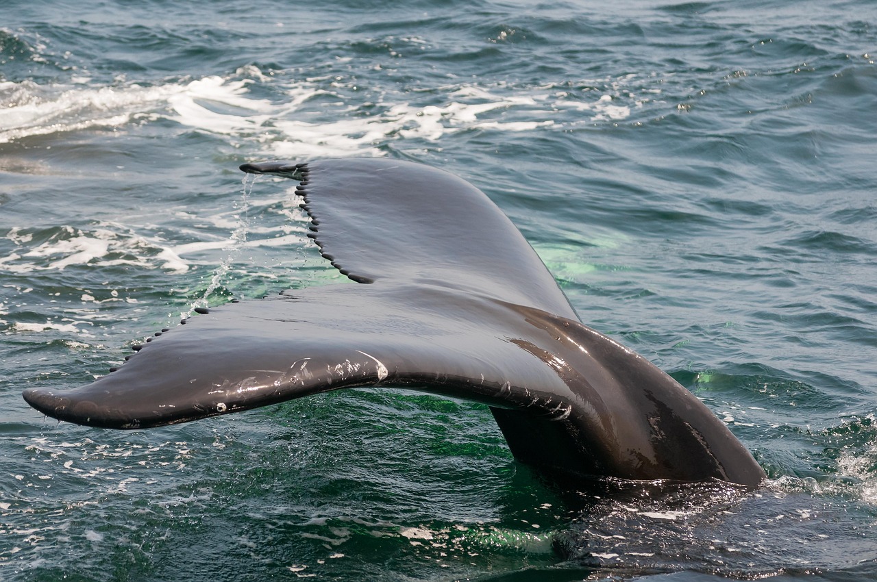 What to See in Monterey 2026: Must-Visit Places Guide - Monterey | Secret World Trip Planner