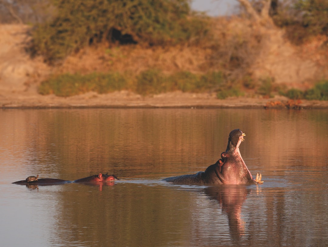 How to Visit Kruger Park with Secret World in 2026 — Kruger Park