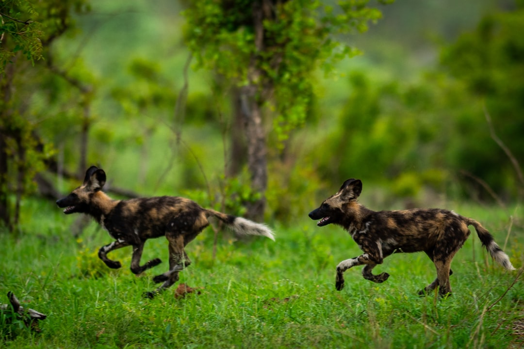 How to Visit Kruger Park with Secret World in 2026 - Kruger Park | Secret World Trip Planner